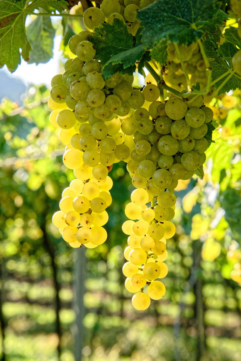 Elzas wijnen - Wijnhandel Smit Elzas wijnen Wijnhandel Smit
